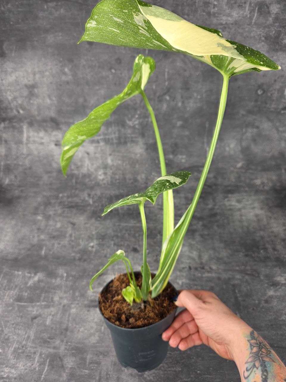 Monstera Thai Constellation 14 cm